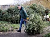 The first week of January sees households flock to recycle their tree and move on from Christmas festivities (Image: Getty Images)