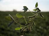 Researchers say the UK should swap to bread made out of legumes.
