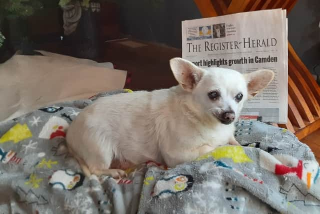 Spike is the oldest living dog in the world - Credit: Guinness World Records