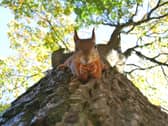 Red Squirrel Appreciation Day 2023: Do they still exist in the UK and where can I see them? 