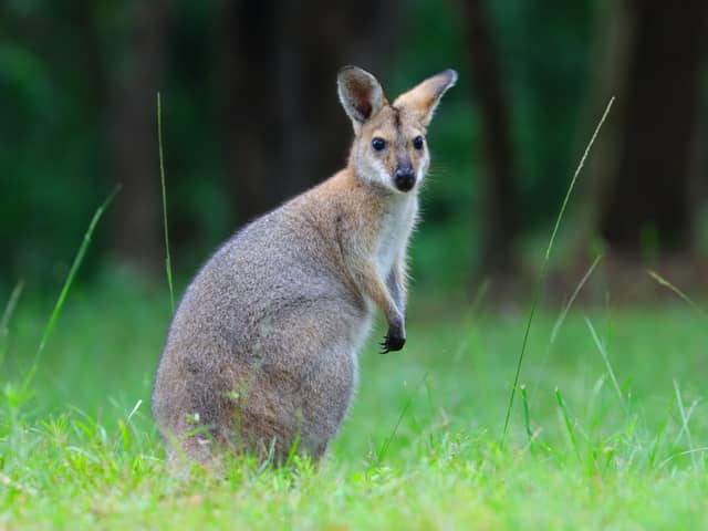 A man out on a walk in a UK suburb was left stunned after seeing what he believed to be a kangaroo. Stock picture of a wallaby
