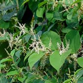 Japanese Knotweed can grow at a rapid rate 