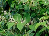Japanese Knotweed can grow at a rapid rate 