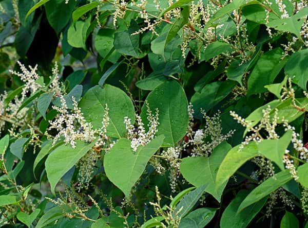 Japanese Knotweed can grow at a rapid rate 
