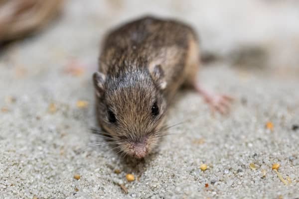 Guinness World Record has named Patrick Stewart as the oldest living mouse in the world.  Picture by San Diego Zoo Wildlife Alliance 