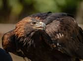 Golden eagle