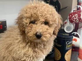Dog Reckless Ralph jumps in taxi & takes 100-mile ride to Manchester Airport after becoming lost from owner