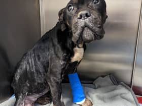‘Coco’ was found abandoned in an emaciated condition in Hull in January