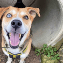 Milo loves nothing more than a game with his toys. He can take time to come out of his shell, but soon shows his fun and playful personality. Milo is a clever boy who enjoys learning new things, especially if there is cheese on offer!! He loves spending time with his favourite carers and exploring on quiet walks around the centre. When we see this cheeky side to his character emerge then we know that there must be a home out there who will appreciate this rather special boy the way that we do.