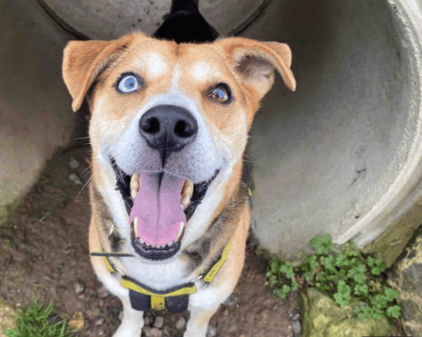 Milo loves nothing more than a game with his toys. He can take time to come out of his shell, but soon shows his fun and playful personality. Milo is a clever boy who enjoys learning new things, especially if there is cheese on offer!! He loves spending time with his favourite carers and exploring on quiet walks around the centre. When we see this cheeky side to his character emerge then we know that there must be a home out there who will appreciate this rather special boy the way that we do.