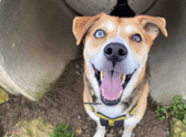 Milo loves nothing more than a game with his toys. He can take time to come out of his shell, but soon shows his fun and playful personality. Milo is a clever boy who enjoys learning new things, especially if there is cheese on offer!! He loves spending time with his favourite carers and exploring on quiet walks around the centre. When we see this cheeky side to his character emerge then we know that there must be a home out there who will appreciate this rather special boy the way that we do.