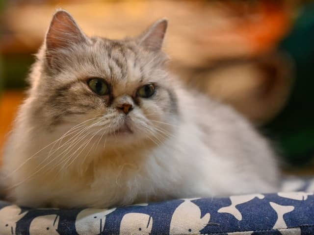 A former minister has revealed the UK government considered culling pet cats in order to slow the spread of Covid-19.