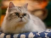 A former minister has revealed the UK government considered culling pet cats in order to slow the spread of Covid-19.
