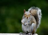 The grey squirrel 