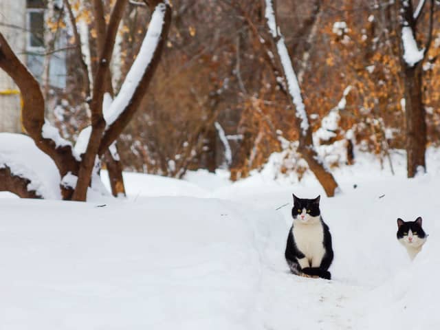 RSPCA has issued advice to pet owners on how to keep animals safe in the cold weather.