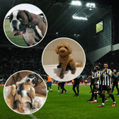 Newcastle United dogs (Image: Getty / YouTube / Insta)