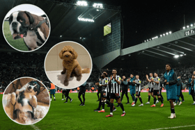 Newcastle United dogs (Image: Getty / YouTube / Insta)