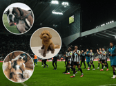 Newcastle United dogs (Image: Getty / YouTube / Insta)