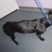Zeus was found underweight.