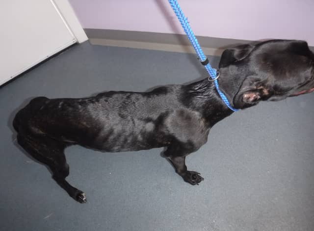 Zeus was found underweight.