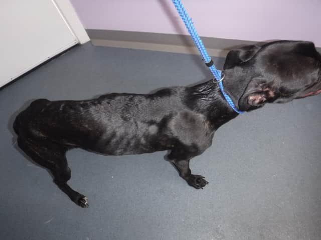 Zeus was found underweight.