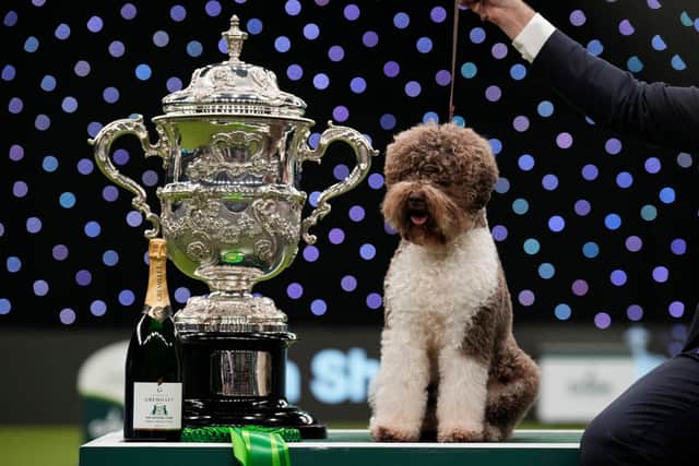 Orca the Lagotto Romagnolo was crowned Best in Show at Crufts 2023