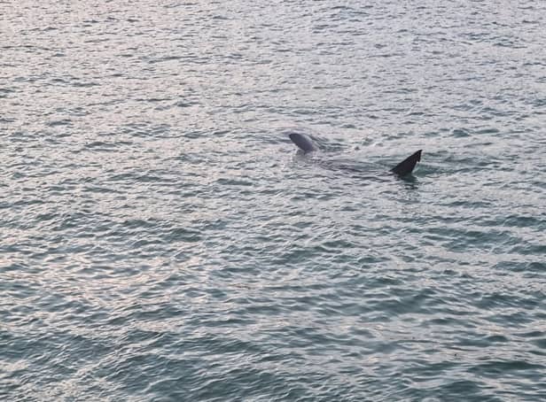 Huge shark spotted off coast of St Ives in Cornwall: Footage captures basking shark ‘longer than some boats’