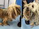 A dog has received the ultimate transformation after the RSPCA stepped in to help
