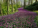Met Office UK weather forecast confirms Spring will finally arrive this week - when temperatures will rise