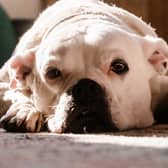  American Bulldogs have been found to be the most stolen breed in the UK in 2022