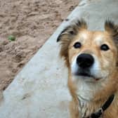Smudge is just such a lovely natured dog who you will fall in love with instantly. He is looking for a home with his best friend Maxie who really brings him out of his shell and helps bring out his confidence.