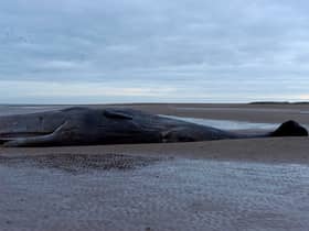 A marine life charity received calls about a stranded sperm whale (not pictured) on a beach at Cleethorpes at around noon on Good Friday. 