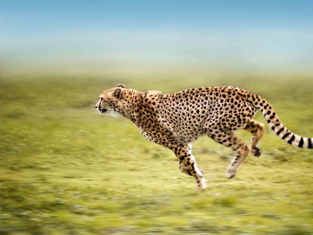 Cheetahs could be returning to India (photo: iStock)