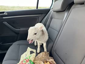 Lamb found in car next to £10,000 of heroin & cocaine and a bag of chips 