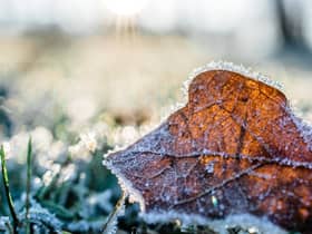 When it's snowing remove damaged growth