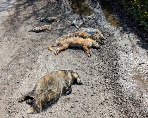 The deaths of two foxes, four rabbits and a badger all found dead in a lay-by with dog attack-like wounds could have been caused by illegal hunting. (RSPCA/SWNS)