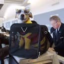 This UK airline offers first-class flights for pampered pets - but for how much? 