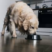 Dog owners are being warned that raw dog foods could be poisonous