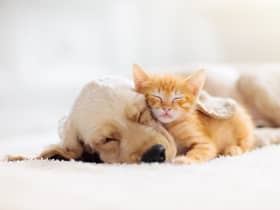 Bonfire Night and its fireworks displays can be a distressing and anxious time for the UK’s cats and dogs - here’s how to keep them calm (image: Shutterstock)