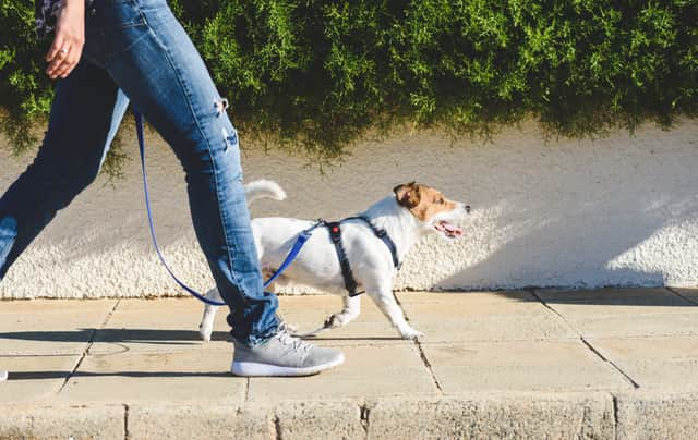 A dog must wear a collar with its owner’s name and address on it (Photo: Shutterstock)