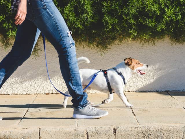 A dog must wear a collar with its owner’s name and address on it (Photo: Shutterstock)