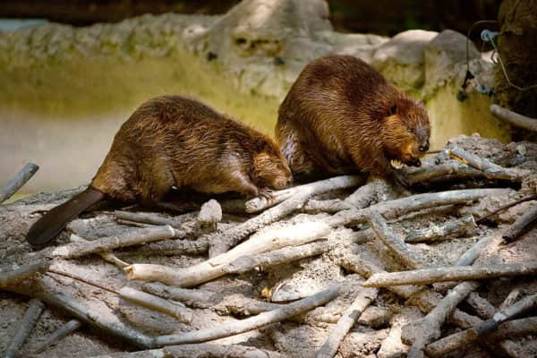 North American beavers check out a man-made beaver dam (Photo: Allison Shelley/Getty Images)