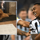 Joe Willock spoils his cockapoo Teddy (Image: Getty / Insta @joewillock)