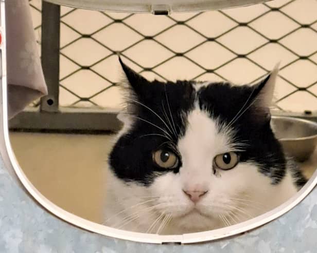 Flash has been branded the "grumpiest cat in Oxfordshire"