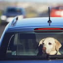 Dogs stuck in hot cars can quickly become unwell