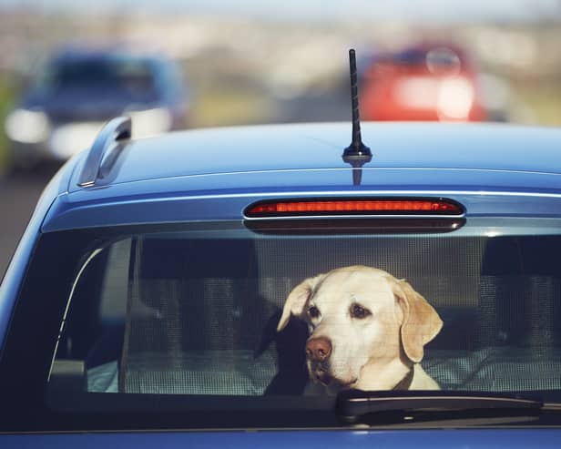 Dogs stuck in hot cars can quickly become unwell