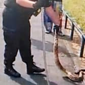 This is the moment shocked police officers encountered a massive boa constrictor in the middle of a busy road in Birmingham.  