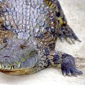 A restaurant in Taiwan has introduced crocodile ramen to its menu but you have to be on a waiting list to try it. (Photo by Fernando Camino/Cover/Getty Images)
