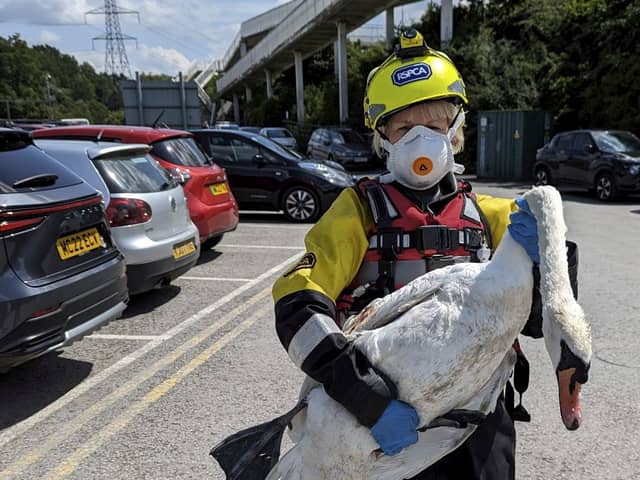 The RSPCA has returned a female swan to be with her partner and cygnets after she was treated for wing injuries following an attack by two teenagers who were seen stabbing her with sticks.