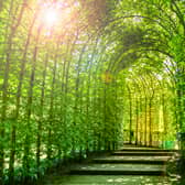 The Alnwick Garden’s garden tunnel.